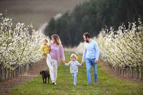 Frontansicht einer Familie mit zwei kleinen Kindern und Hund, die im Frühling im Obstgarten spazieren geht. - HPIF16776