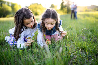 Front view portrait of two small girls standing outdoors in spring nature, picking flowers. - HPIF16799