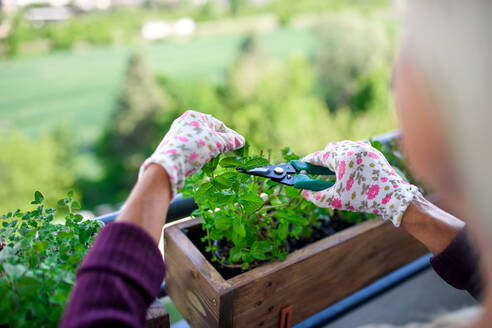 Hands of unrecognizable woman gardening on balcony in summer, cutting herbs. - HPIF17122