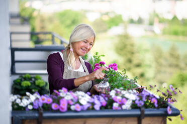 Porträt einer älteren Frau, die im Sommer auf dem Balkon gärtnert und Pflanzen besprüht. - HPIF17127