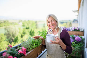 Porträt einer älteren Frau mit Kaffee, die im Sommer auf dem Balkon gärtnert und in die Kamera schaut. - HPIF17128