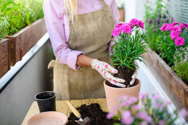 Midsection of unrecognizable senior woman gardening on balcony in summer, planting flowers. - HPIF17141