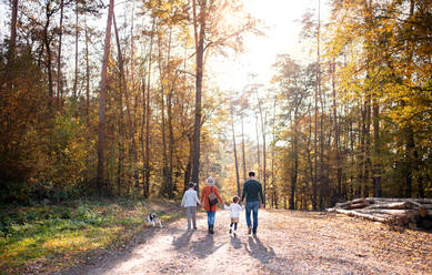 Rückansicht einer jungen Familie mit kleinen Kindern und Hund bei einem Spaziergang im herbstlichen Wald, beim Wandern. - HPIF17283