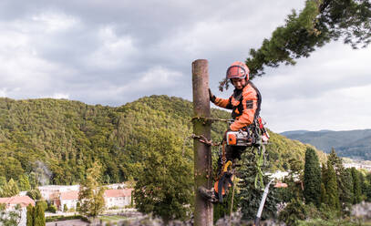 Baumpfleger mit Klettergurt beim Schneiden eines Baumes, Klettern, Raum kopieren. - HPIF17293