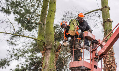 Zwei Baumpfleger mit Kettensäge und Hebebühne schneiden einen Baum. - HPIF17295
