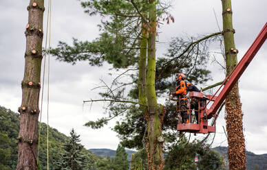 Zwei Baumpfleger mit Kettensäge und Hebebühne schneiden einen Baum. - HPIF17296