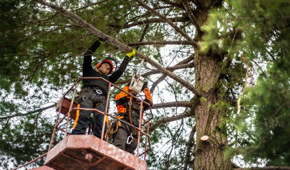 Zwei Baumpfleger mit Kettensäge und Hebebühne schneiden einen Baum. - HPIF17302