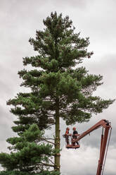 Zwei Baumpfleger mit Kettensäge und Hebebühne schneiden einen Baum. - HPIF17304