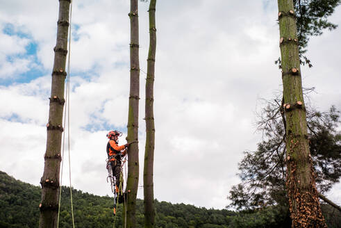 Baumpfleger mit Klettergurt beim Schneiden eines Baumes, Klettern, Raum kopieren. - HPIF17308