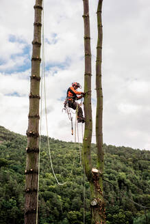 Baumpfleger mit Klettergurt beim Schneiden eines Baumes, Klettern, Raum kopieren. - HPIF17309