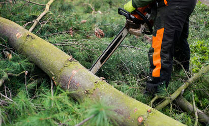 Nahaufnahme eines Holzfällers mit Kettensäge, der einen Baum in der Mitte durchschneidet. - HPIF17310