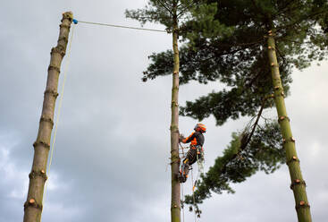 Baumpfleger mit Klettergurt beim Schneiden eines Baumes, Klettern, Raum kopieren. - HPIF17312