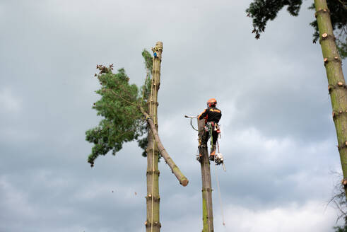 Baumpfleger mit Klettergurt beim Schneiden eines Baumes, Klettern, Raum kopieren. - HPIF17313