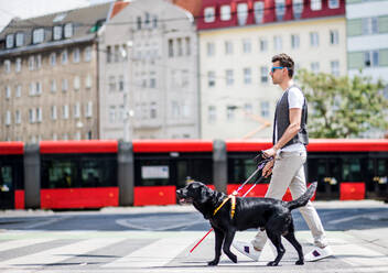 Side view of young blind man with white cane and guide dog walking across street in city. - HPIF17676