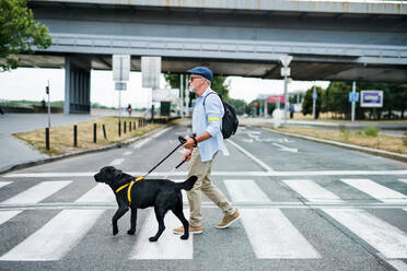 A senior blind man with guide dog walking outdoors in city, crossing the street. - HPIF17733