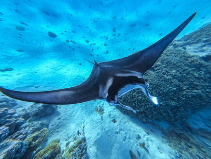 Manta-Rochen (Mobula), Maupiti, Gesellschaftsinseln, Französisch-Polynesien, Südpazifik, Pazifik - RHPLF24137