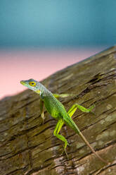 Antiguanische Anolis-Eidechse (Anolis Leachii) auf den Bermudas, Atlantik, Mittelamerika - RHPLF24156