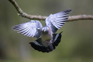 Taube schlägt mit den Flügeln vor einem Zweig - MJOF01982
