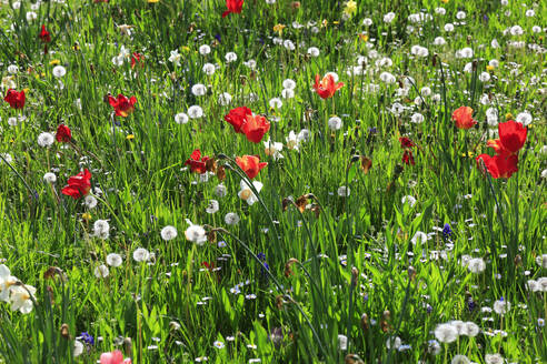 Frische bunte Blumen blühen auf einer Frühlingswiese - JTF02334