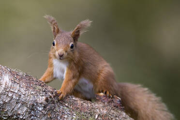 Red squirrel sitting on tree branch - MJOF01985