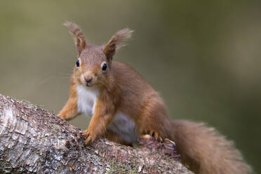 Rotes Eichhörnchen auf einem Ast sitzend - MJOF01985