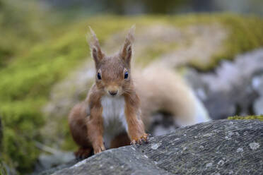 Aufmerksames rotes Eichhörnchen auf einem Ast - MJOF01986