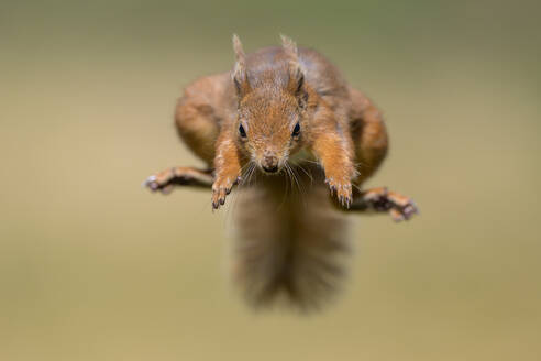 Rotes Eichhörnchen springt in der Luft an einem sonnigen Tag - MJOF01987
