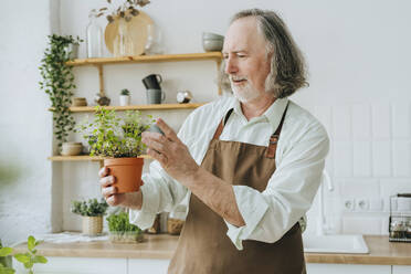 Älterer Mann begutachtet Oregano-Pflanze in der heimischen Küche - YTF00844