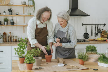 Frau und Mann pflanzen Kräuter in der Küche zu Hause - YTF00845