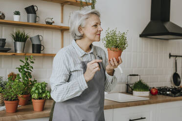 Reife Frau riecht an einer Thymianpflanze in der Küche zu Hause - YTF00852