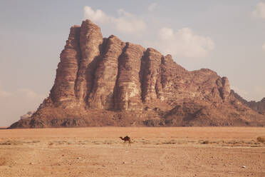 Kamel vor einem Felsen in der Wüste - PCLF00540