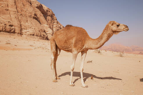 Kamel vor einem Felsen in der Wüste stehend - PCLF00581