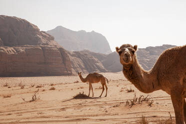 Kamele in der Wüste an einem sonnigen Tag - PCLF00583