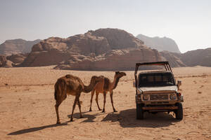 Auto mit Kamelen in der Wüste an einem sonnigen Tag - PCLF00585