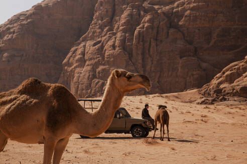 Junger Mann sitzt auf einem Auto mit Kamelen in der Wüste an einem sonnigen Tag - PCLF00587