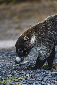 Coati walking on pebbles in forest - RSGF00917