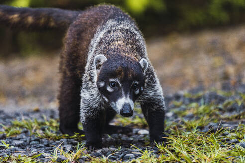 Nasenbär stehend auf Kieselsteinen im Wald - RSGF00918