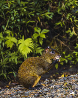 Agouti frisst Nuss in der Nähe von Pflanzen im Wald - RSGF00919