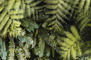 Üppig grüne Blätter im Wald - RSGF00920