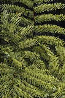 Grüne frische Blätter im Wald - RSGF00921