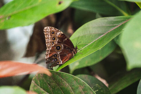 Brown butterfly sitting on leaf in forest - RSGF00925