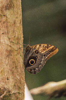 Brauner Schmetterling auf einem Zweig eines Baumes im Wald - RSGF00926