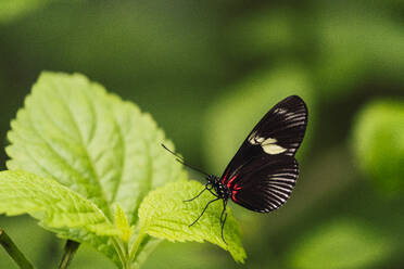 Sara Longwing Schmetterling sitzend auf frischem grünen Blatt im Wald - RSGF00928