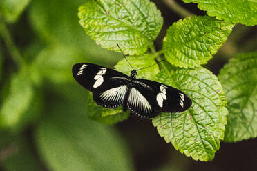 Hewitson's Longwing Schmetterling auf grünem Blatt im Wald - RSGF00929