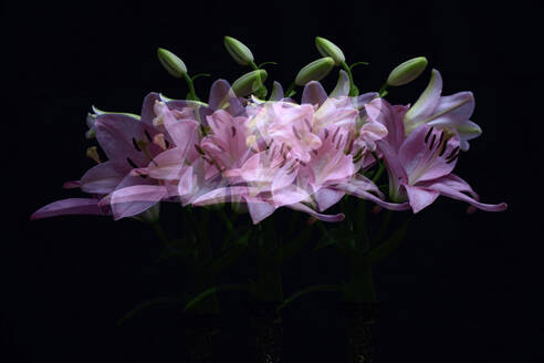 Mehrfachbelichtung von rosa blühenden Lilien und Knospen - JTF02335
