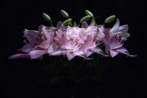 Multiple exposure of pink blooming lilies and buds - JTF02335