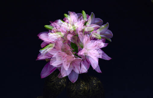 Multiple exposure of pink blooming lilies and buds - JTF02336