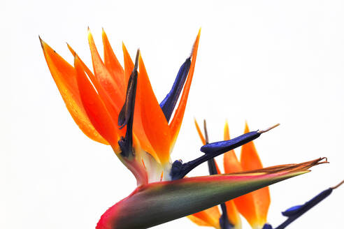 Birds of Paradise (Strelitzia reginae) blooming against white background - JTF02337