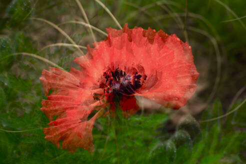 Multiple exposure of blooming poppy - JTF02338