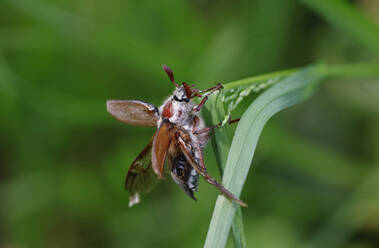 Käfer (Melolontha) krabbelt auf einem Blatt - JTF02339